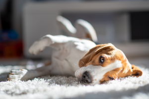 burnout in your pet business
